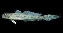 Image of Ctenogobius sagittula (Longtail goby)