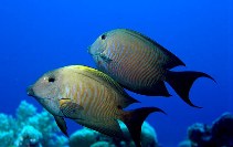 Image of Ctenochaetus striatus (Striated surgeonfish)