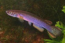 Image of Cynodonichthys brunneus 