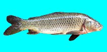 Image of Cyprinus carpio (Common carp)