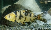 Image of Cyprinus carpio (Common carp)