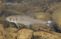 Image of Cyprinella galactura (Whitetail shiner)