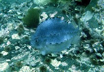 Image of Cyclopterus lumpus (Lumpfish)