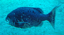 Image of Cymatoceps nasutus (Black musselcracker)