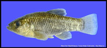 Image of Cyprinodon pecosensis (Pecos pupfish)