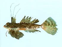 Image of Dactylopus dactylopus (Fingered dragonet)