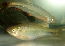 Image of Danio feegradei 