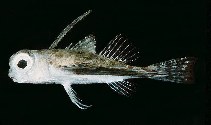 Image of Dactyloptena orientalis (Oriental flying gurnard)