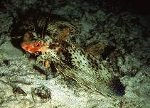 Image of Dactyloptena orientalis (Oriental flying gurnard)