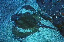 Image of Dasyatis pastinaca (Common stingray)