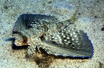 Image of Dactylopterus volitans (Flying gurnard)