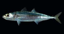 Image of Decapterus macrosoma (Shortfin scad)