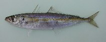 Image of Decapterus punctatus (Round scad)