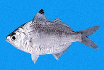 Image of Deckertichthys aureolus (Golden mojarra)