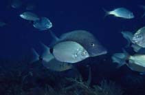 Image of Diplodus holbrookii (Spottail seabream)