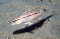 Image of Diplectrum pacificum (Inshore sand perch)