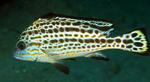 Image of Diagramma pictum (Painted sweetlips)