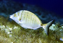 Image of Diplodus puntazzo (Sharpsnout seabream)