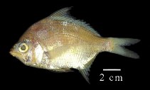 Image of Diapterus rhombeus (Caitipa mojarra)