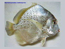 Image of Drepane punctata (Spotted sicklefish)