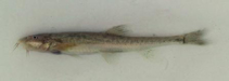 Image of Dzihunia amudarjensis (Bukhara stone loach)