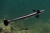 Image of Echeneis naucrates (Live sharksucker)