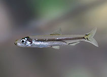 Image of Ehirava fluviatilis (Malabar sprat)