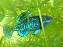 Image of Elassoma gilberti (Pygmy sunfish)