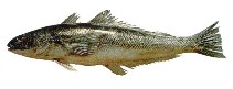 Image of Eleginops maclovinus (Patagonian blennie)