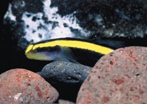 Image of Elacatinus pridisi (Trindade cleaner goby)