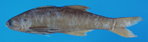 Image of Eleutheronema tridactylum (Threefinger threadfin)