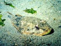 Image of Leptocottus armatus (Pacific staghorn sculpin)