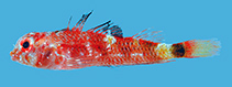 Image of Enneanectes matador (Matador triplefin)