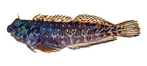 Image of Entomacrodus randalli 