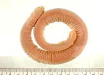 Image of Rubicundus lakeside (Lakeside hagfish)