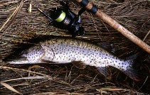 Image of Esox reichertii (Amur pike)