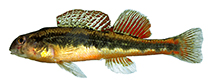 Image of Etheostoma duryi (Subnose darter)