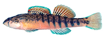 Image of Etheostoma scotti (Cherokee darter)