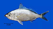 Image of Eucinostomus argenteus (Silver mojarra)