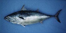 Image of Euthynnus lineatus (Black skipjack)