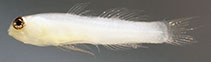 Image of Eviota dalyi (Amirante dwarfgoby)