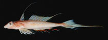 Image of Synchiropus goodenbeani (Palefin dragonet)