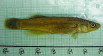 Image of Fundulus julisia (Barrens topminnow)