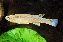 Image of Fundulopanchax kamdemi 