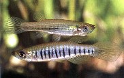 Image of Fundulus lineolatus (Lined topminnow)