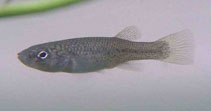 Image of Fundulus rathbuni (Speckled killifish)