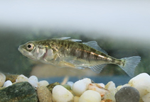 Image of Gasterosteus aculeatus (Three-spined stickleback)