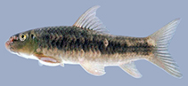 Image of Garra nasuta 