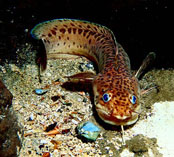 Image of Gaidropsarus vulgaris (Three-bearded rockling)