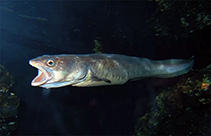 Image of Genypterus capensis (Kingklip)